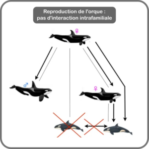 La M Nopause Curiosit De La Reproduction De Lorque