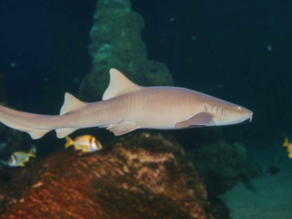 Requin Nourrice Ginglymostoma Cirratum