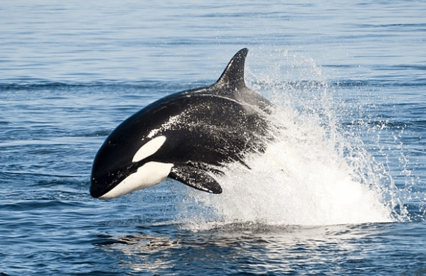 Aileron orque résidente