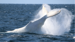 Baleine albinos Migaloo