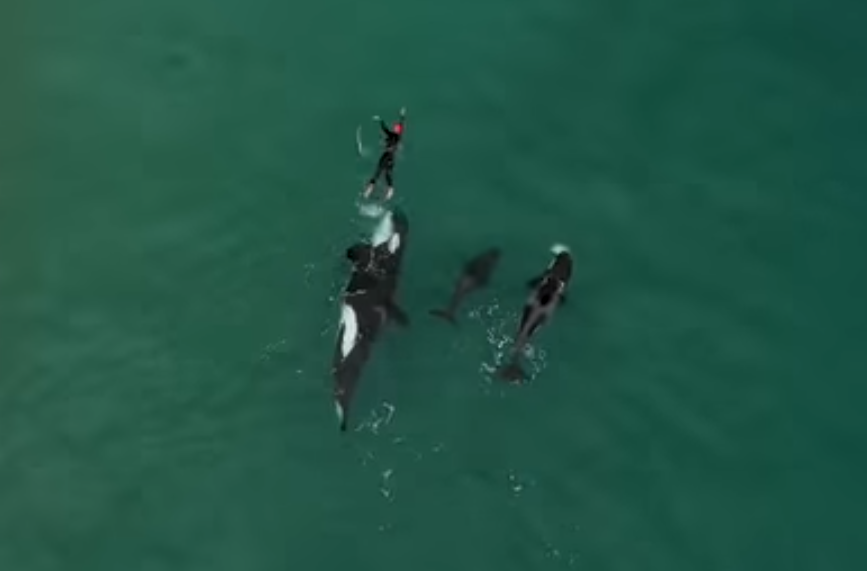 Rencontre d'une famille d'orques avec une nageuse