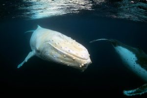 Migaloo la baleine blanche