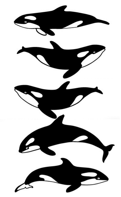 Orques épaulards
