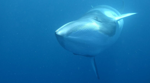 Vers La Fin De La Chasse à La Baleine En Islande