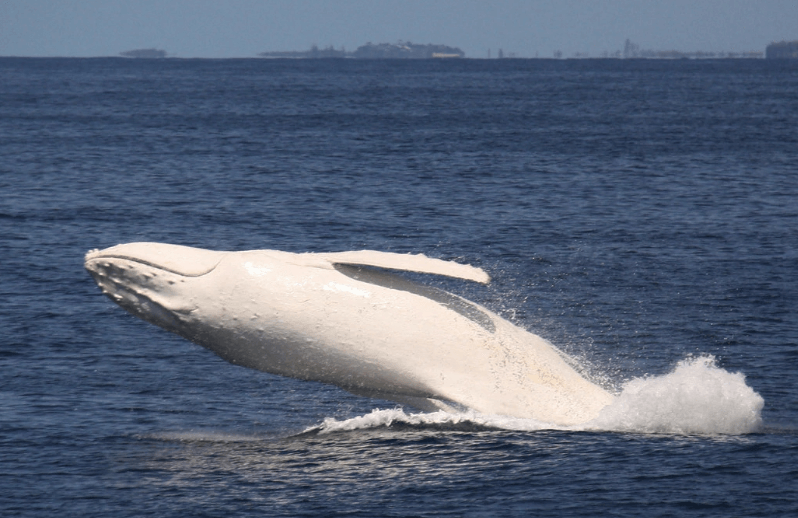 Saut baleine blanche