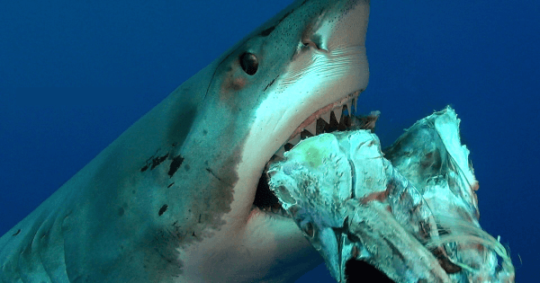 Les dernières découvertes sur l'alimentation du requin blanc