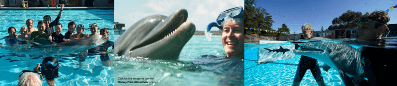 Vidéo robot piscine dauphin