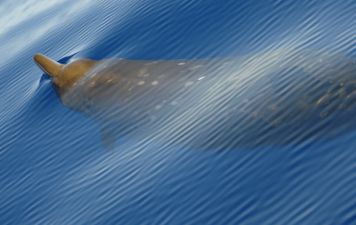 Baleine à bec de Cuvier