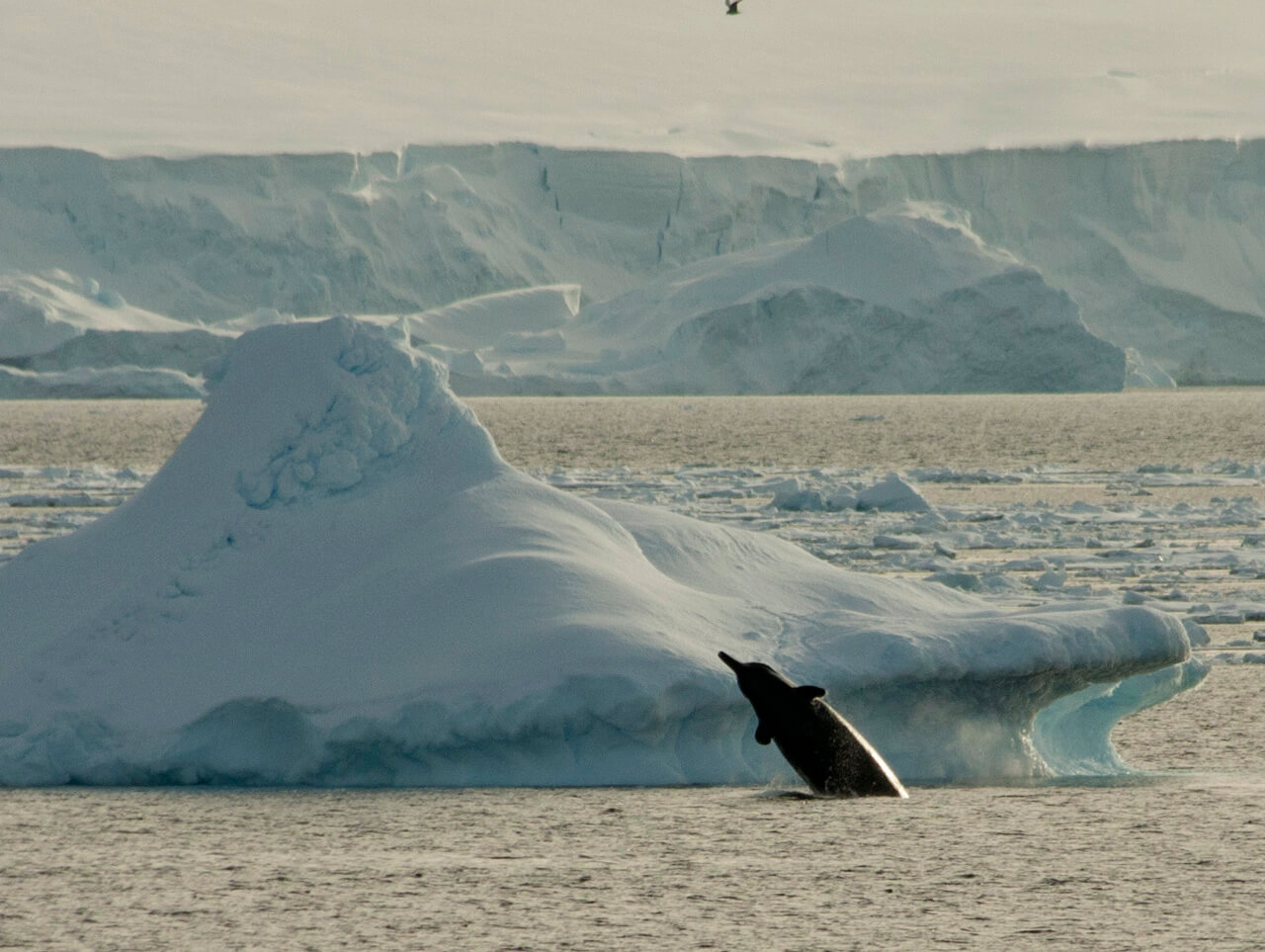 Baleine à bec Antarctique