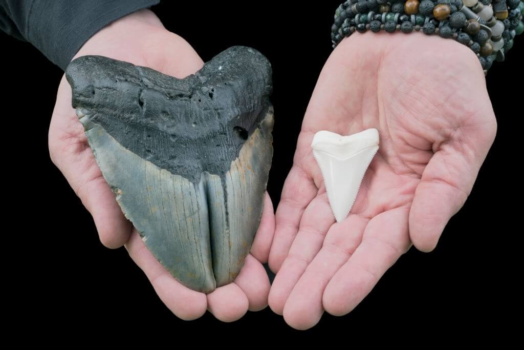 Dent mégalodon versus dent requin blanc