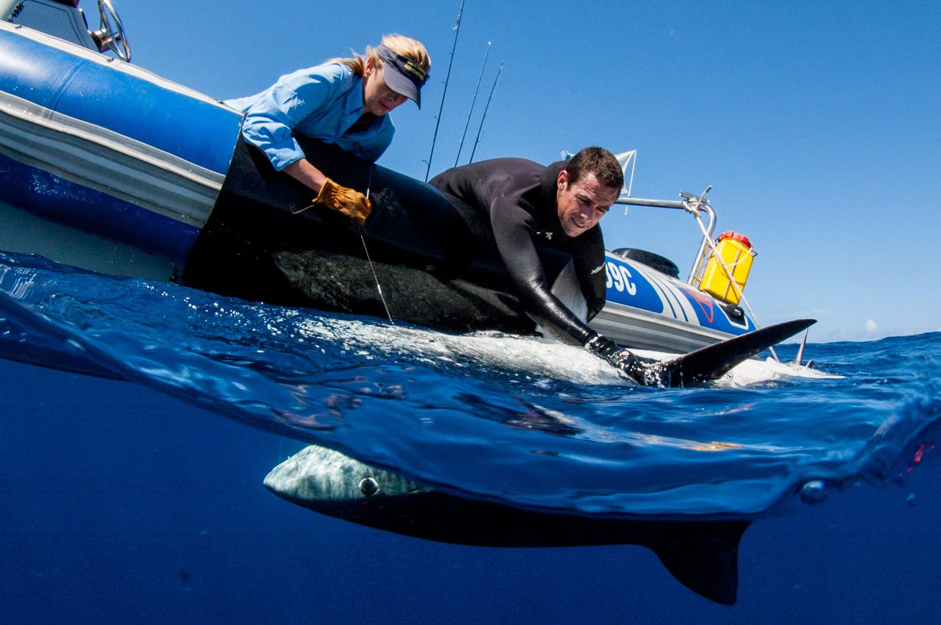 Marquage requin tigre