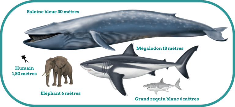 Quelle Est La Taille D'un Mégalodon Quelle est la taille du mégalodon