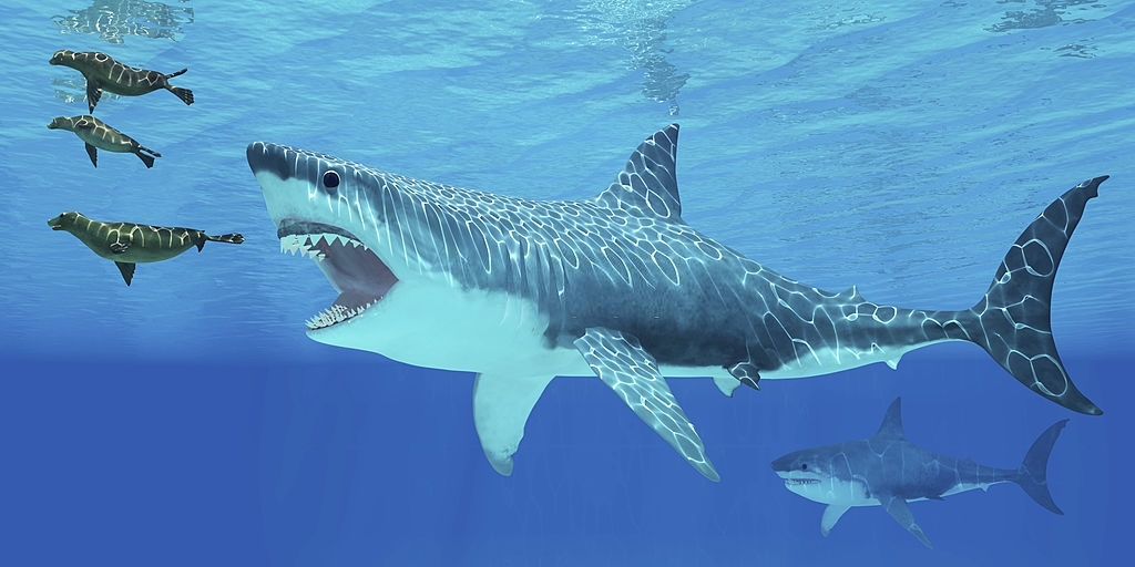 Les dernières découvertes sur l'alimentation du requin blanc - Requin Blanc Taille