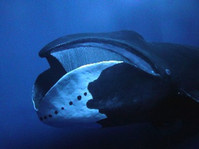 Baleine boréale fanons