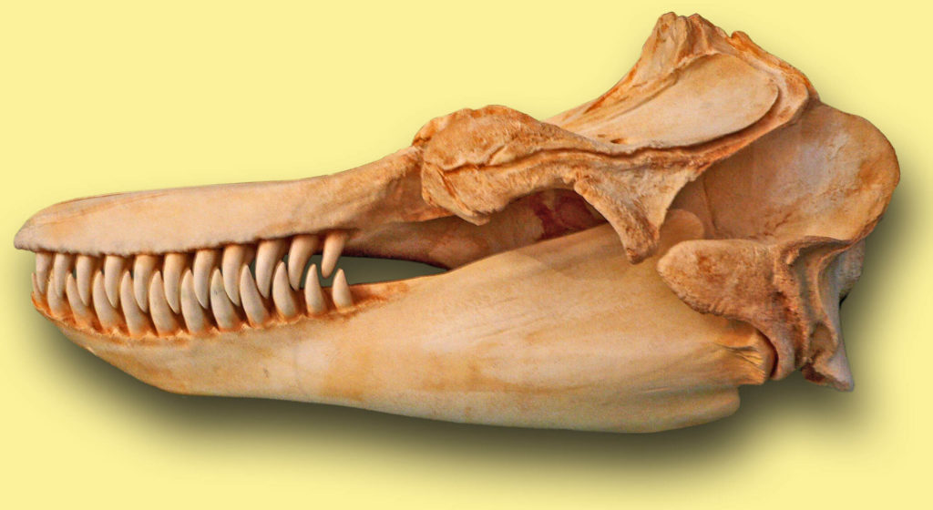 Crâne orque