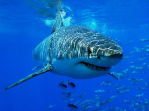 Le Grand Requin Blanc : Tout Savoir Sur Carcharodon Carcharias