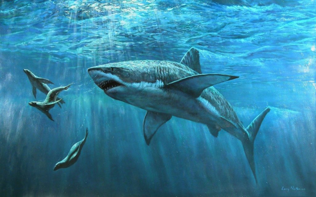 Le Grand Requin Blanc Tout Savoir Sur Carcharodon Carcharias