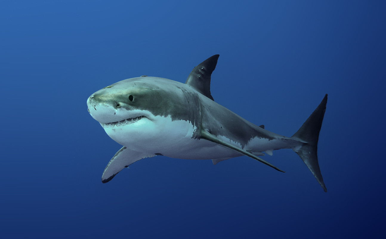 Le grand requin blanc : tout savoir sur Carcharodon Carcharias - Requin Blanc En Méditerranée