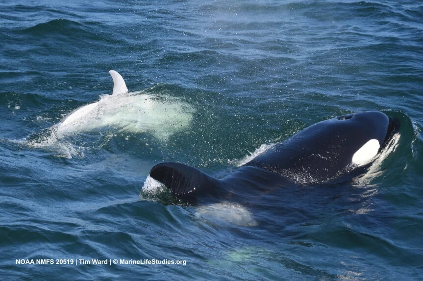 Orque blanche et sa mère