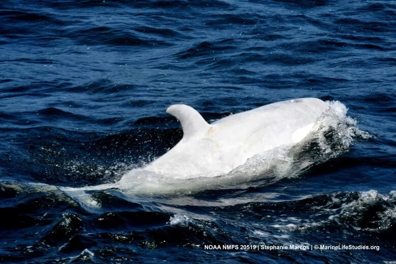 L’orque Blanche Frosty En Visite à Monterey Bay