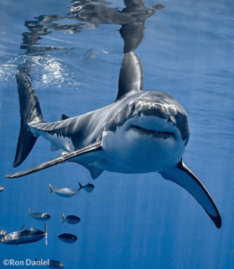 Le Grand Requin Blanc : Tout Savoir Sur Carcharodon Carcharias