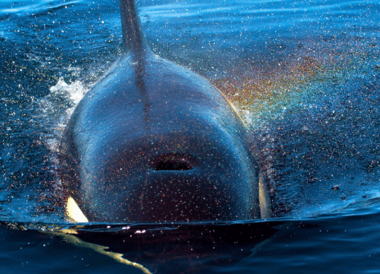 Combien De Temps Une Baleine Peut Rester Sous L Eau