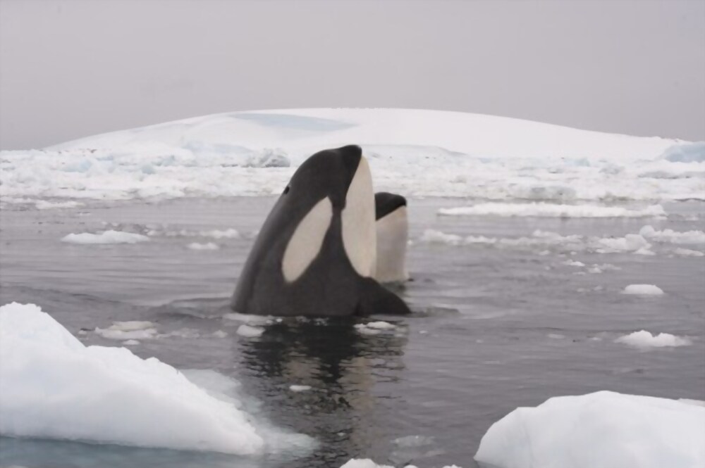 Thermorégulation : Comment L’orque Sauvage Reste Au Chaud