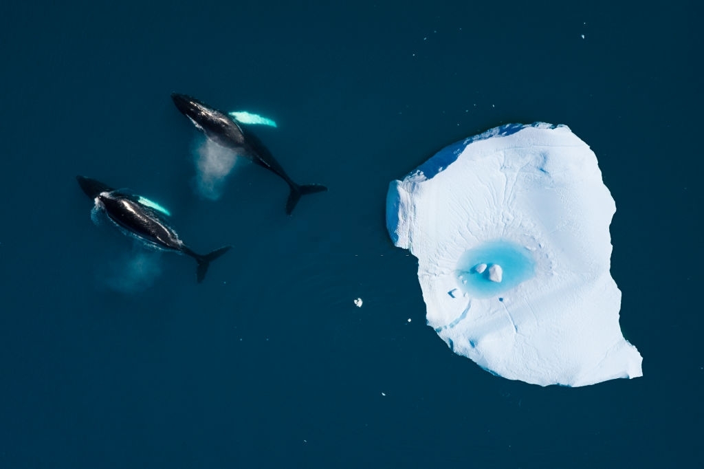 Baleine à bosse Arctique