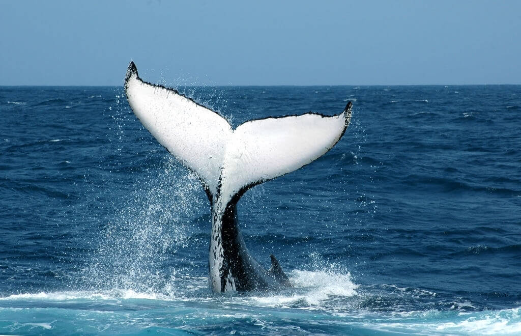 Baleine à bosse caudale