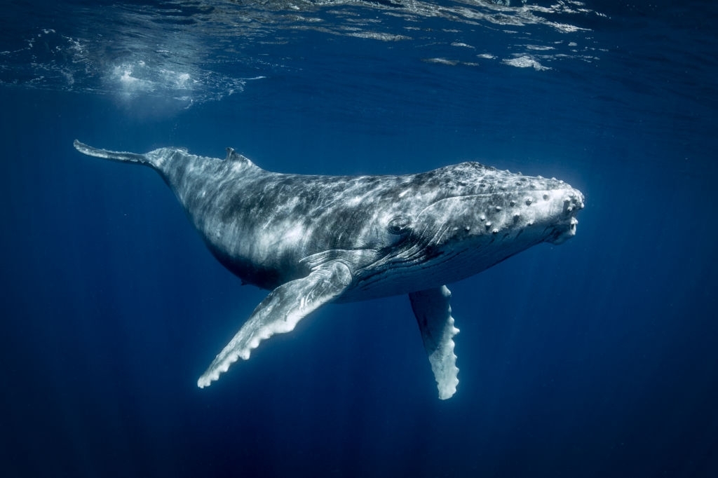Baleine à Bosse Mégaptère