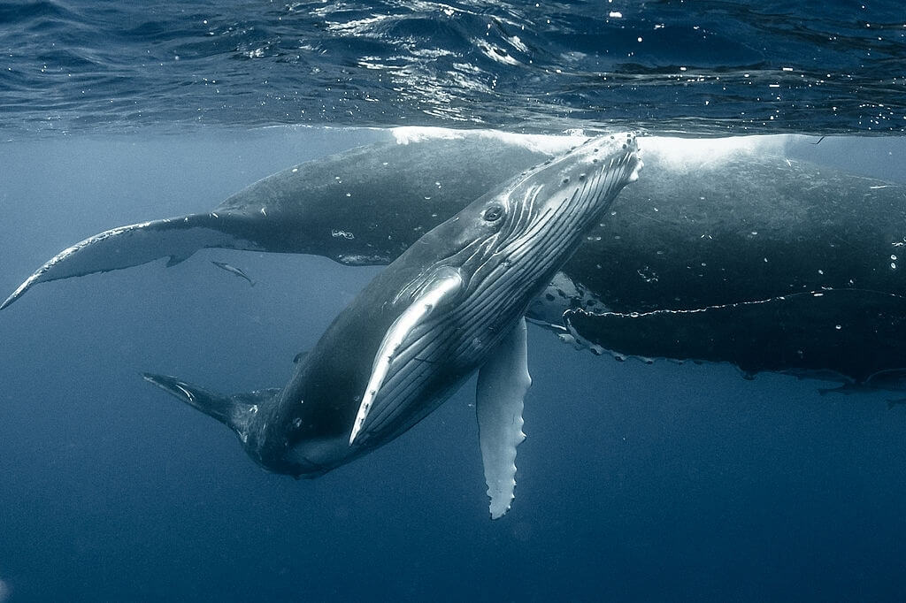 Baleineau à bosse et sa mère