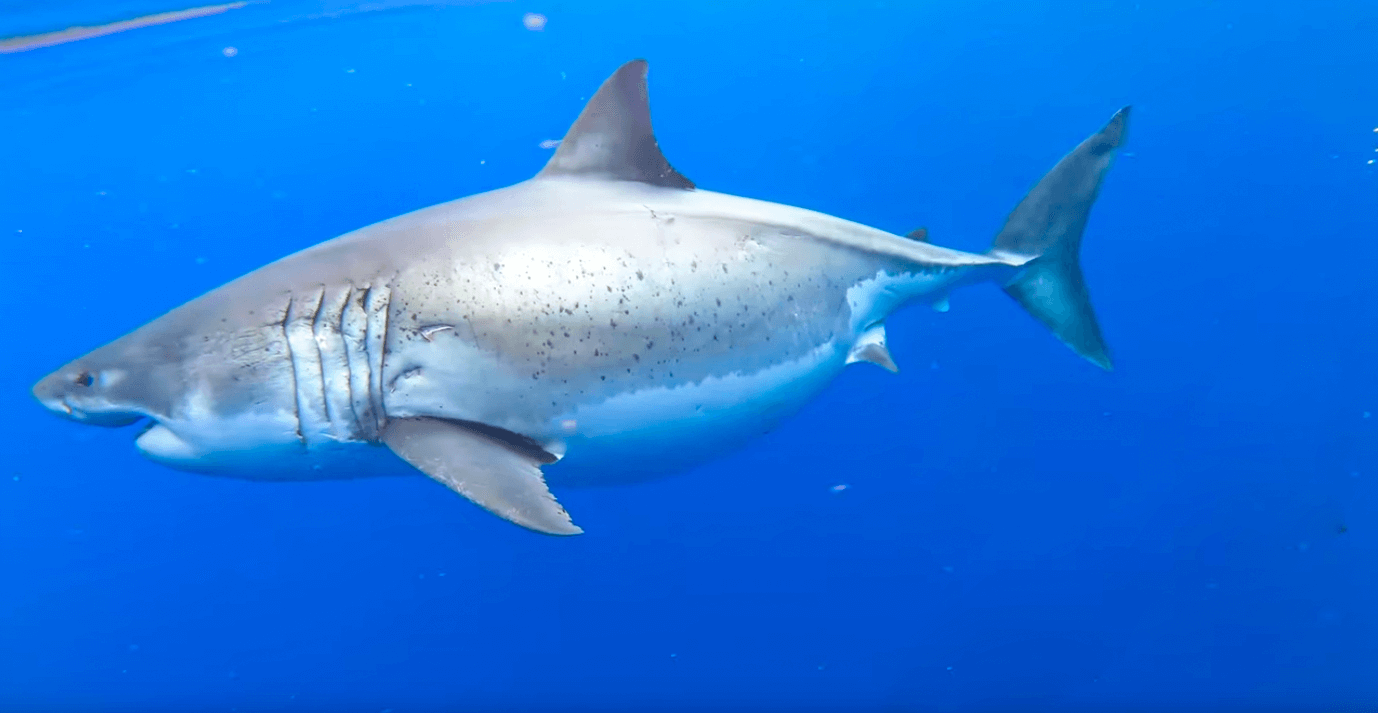 Deep Blue, le plus grand requin blanc du monde - Requin Blanc Taille