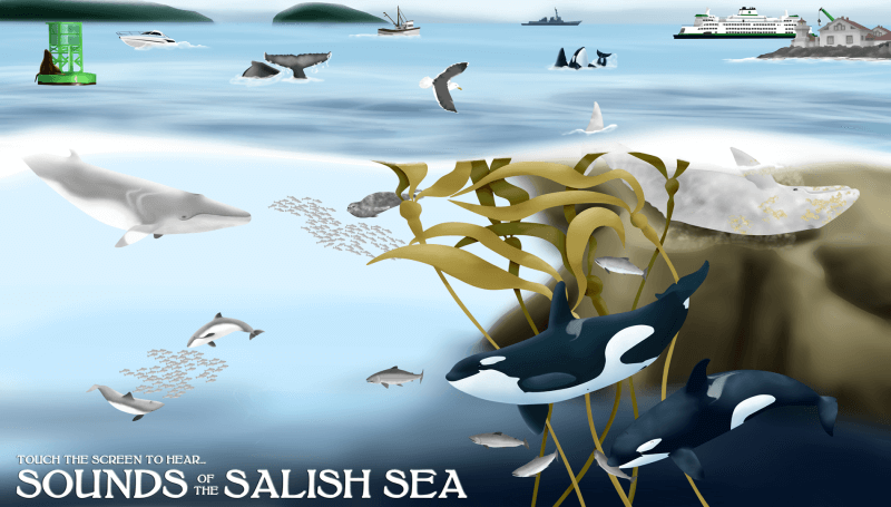 Écosysteme des Salish