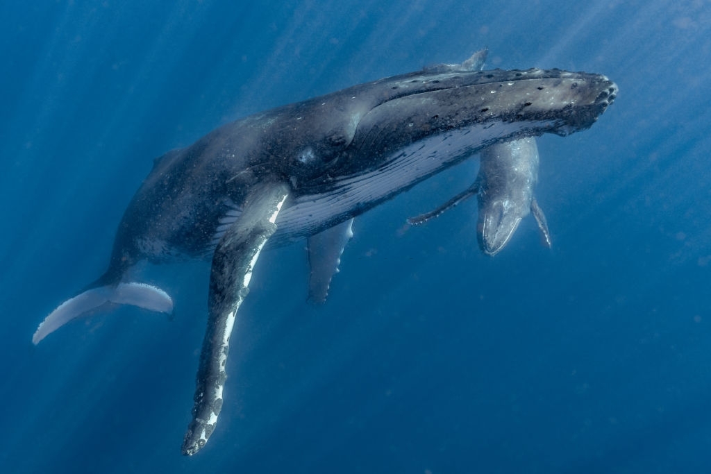 Jubarte - Baleine à Bosse