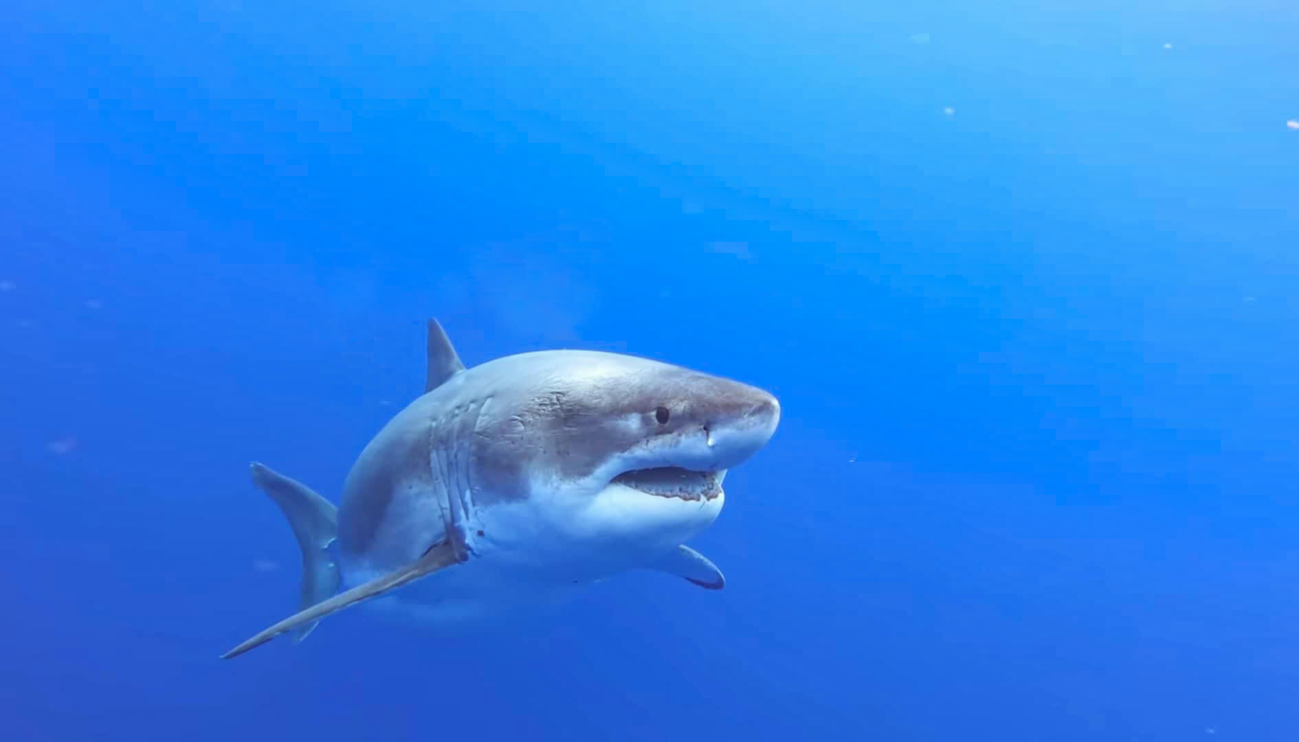 Le plus grand requin blanc