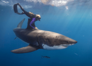 Ocean Ramsey, nageuse en faveur de la protection des requins
