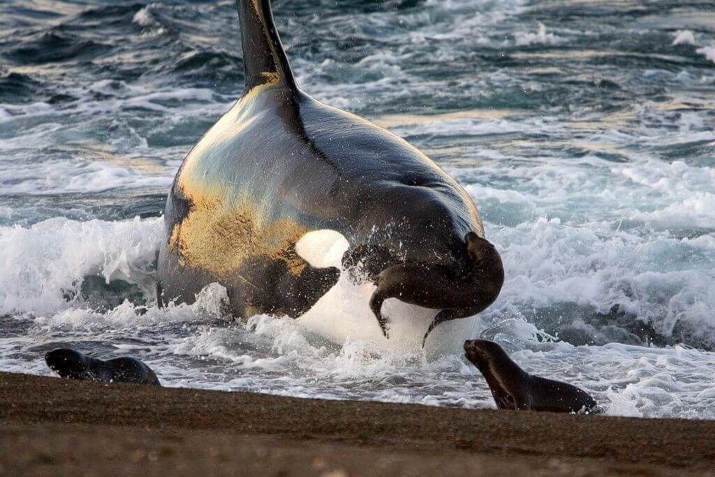 Orque attaque phoque