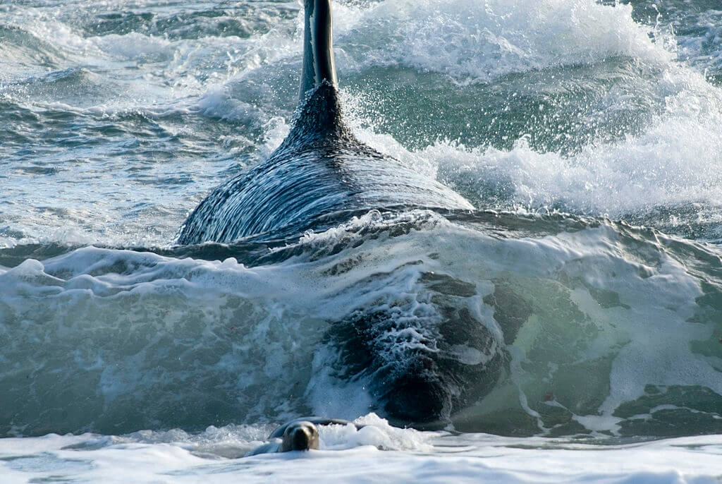 Orque chasse phoque