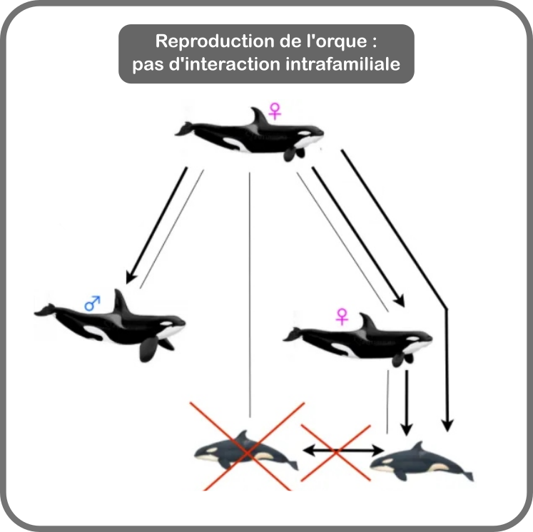 Reproduction des orques