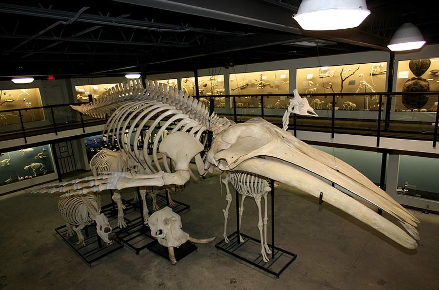 Squelette baleine à bosse Oklahoma