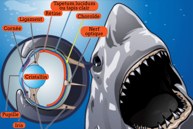Appareil occulaire du requin blanc