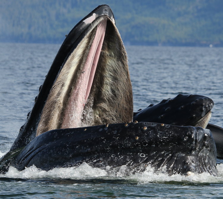 Baleine à bosse qui mange