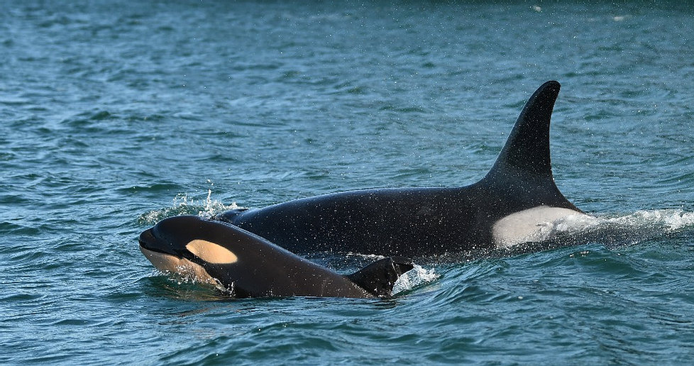 Bébé orque et sa mère