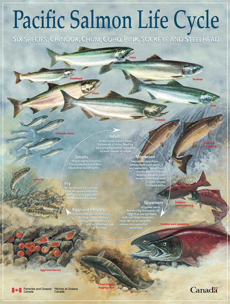 Cycle de vie du saumon royal