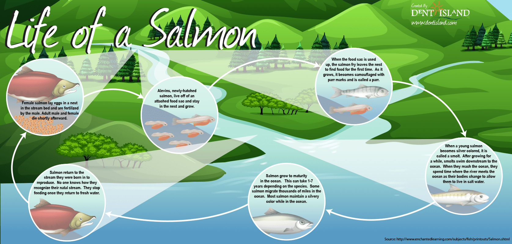 Cycle de vie du saumon