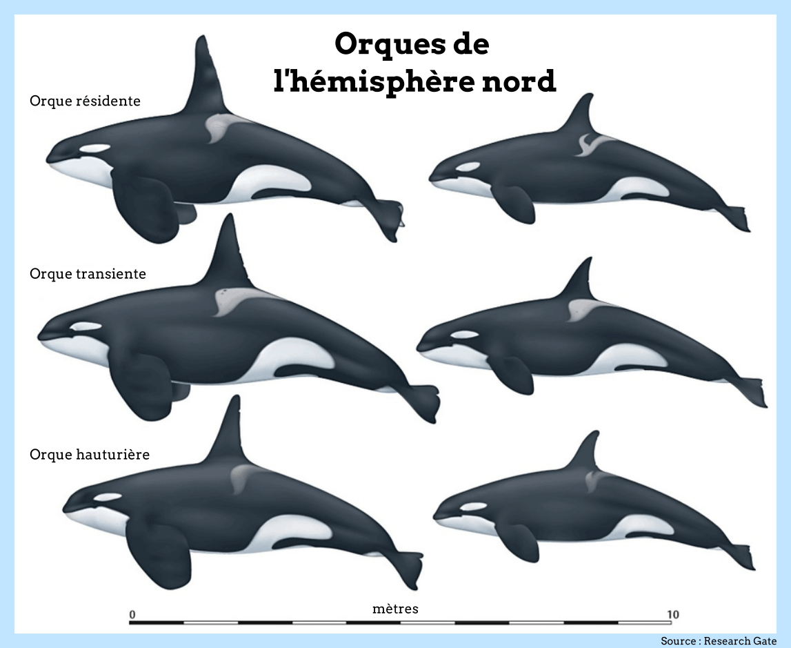 Écotypes orque Canada