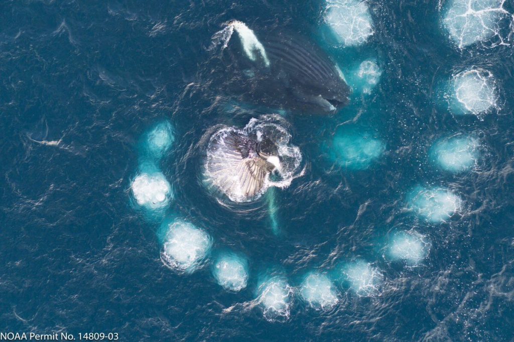 Nourriture baleine à bosse la technique du filet à bulles