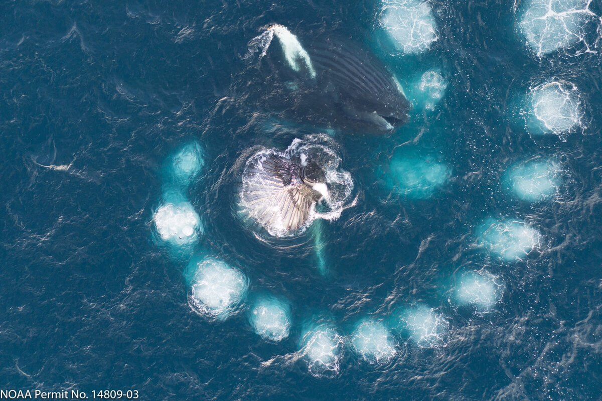 Filet de bulles pour la nourriture baleine