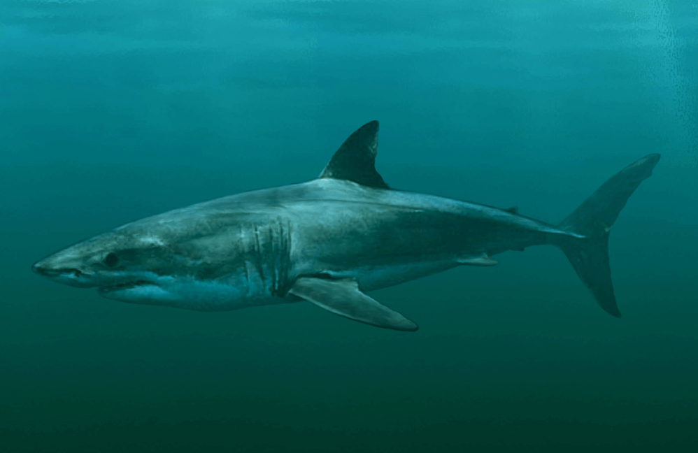 Ancêtre Du Requin Blanc Carcharodon Hubbelli