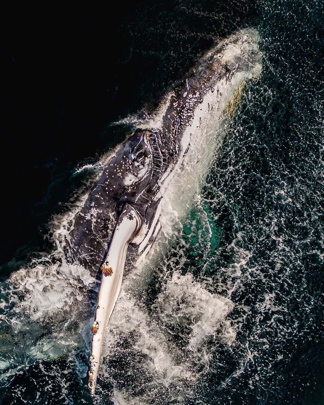 La baleine à bosse boit de l'eau de mer